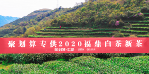 聚划算汇聚福建携手福鼎白茶开茶节，赏2020新春白茶