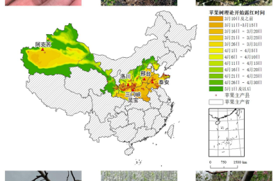 农业农村部信息中心与佳格天地联合发布2020年全国主产区苹果花期冻害预警分析